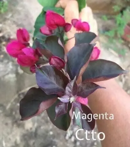 Bougainvillea: Magenta (small rooted) | Lazada PH