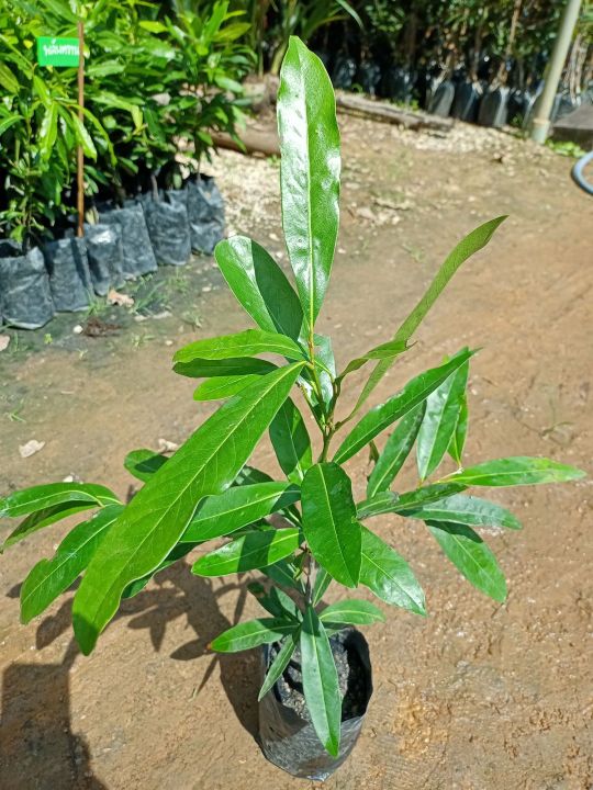 ต้นมะพลับไทย-ไม้มงคล-ปลูกทำร่มเงา-ปลูกกินผล-สูง50-60ซ-ม
