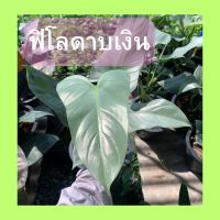 ต้นฟิโลเดรนดรอนดาบเงิน *ส่งพร้อมกระถาง8นิ้วฟิโลดาบเงิน/ฟิโลใบเงิน/philodendron hastatum silver