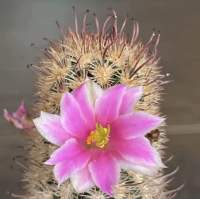 แมมกราซิลิสมอนส์ ดอกชมพูใหญ่ ไม้หายาก Mammillaria gracilis f. monstruosa