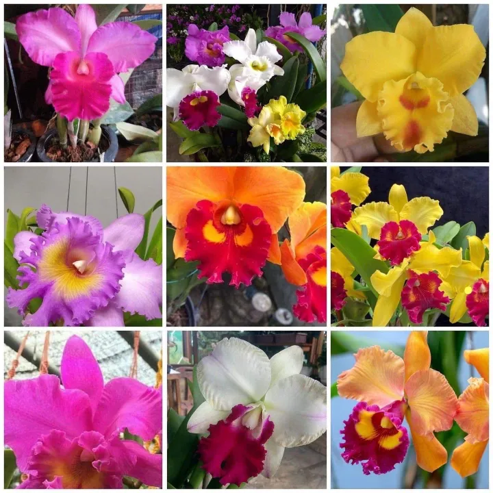 Set 10 Anak pokok orchid cattleya warna rawak tissue culture random ...