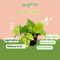 พลูด่าง  พลูด่างยักษ์ Devil’s ivy ไม้มงคล ไม้ฟอกอากาศ