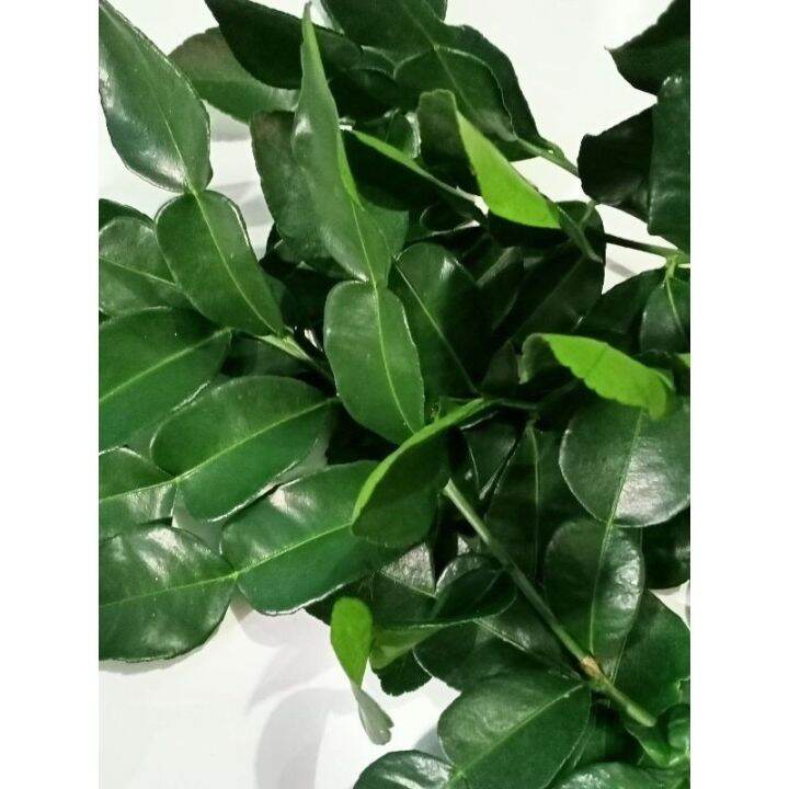 Daun jeruk purut segar, langsung dari pohon | Lazada Indonesia