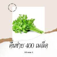 เมล็ดพันธุ์ผัก คื่นช่าย ขึ้นช่าย ตั้งโอ๋ 10แถม1 คละได้