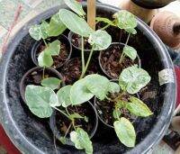 (แกงบอนด่าง?) สิ่งที่คนชอบไม้ด่างควรมีอีกตัว ? ต้นบอน ออดิบด่าง ขาว Colocasia Gigantea Hook.f. Variegated เป็นบอนที่มีใบขนาดใหญ่ เป็นญาติ กับ Thailand Giant ต้นนี้มีลักษณะพิเศษ คือ มีใบด่างขาว สวย