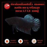 ปลากัด หม้อแปดริ้ว ทรงหนา คอตัน คม ดุ สายกัด ขนาด 1.7-1.8 สีเทา เพศผู้ มีประกันสินค้า