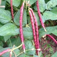 ถั่วพุ่มม่วง 50 เมล็ด Purple bush bean เมล็ดผัก เมล็ดผักสวนครัว เมล็ดพันธุ์