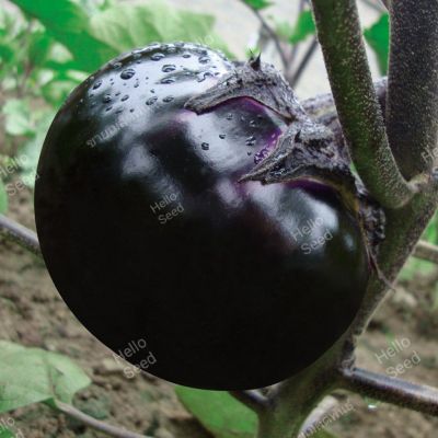 เมล็ดพันธุ์มะเขือดำกลม บรรจุ  50  เมล็ด แปลกใหม่น่าปลูก รสชาติหวานอร่อยทำอาหารได้หลากหลาย ลักษณะเด่นสีดำขั้วดำ