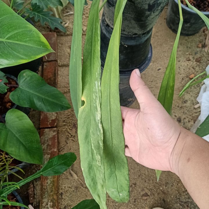 5-9-66-anthurium-vittarifolium-หน้าวัวเนคไทติดด่าง-ในกระถาง-8นิ้ว-ไม้ด่าง-ไม้ฟอกอากาศ-av