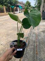 ต้น Monstera Thai Constellation (ไม่รับจัดส่งแบบเก็บเงินปลายทางนะครับ) Patsorntree