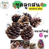 ชุดลูกสน ไซส์ใหญ่ 6 ลูก ของเล่นปลายเปิดทำกิจกรรม sensory play แนว Montessori กิจกรรมศิลปะ แบบมอนเตสซอรี่