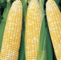 เมล็ดพันธุ์ ข้าวโพด หวาน เซเรนดิพิตี้ (Serendipity Triple Sweet Corn F1 Seed) บรรจุ 5เมล็ด