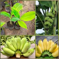 กล้วยน้ำว้ามะลิอ่องยักษ์
#กิน1ลูกอิ่มทั้งมื้อ 1หวีมีน้ำหนัก 4-5 กิโลกรัม ทั้งเครือโตเต็มที่สูงเท่าคน 
เป็นกล้วยเศรษฐกิจ รสชาติหวานหอม เนื้อนุ่มฟูปลูกง่ายได้ผลผลิตเร็ว 6-7 เดือนได้รับประทาน