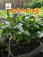 ต้นจิกเศรษฐี​  ต้นไม้ตาย ระหว่างขนส่งเคลมฟรี ต้นไม้​ป่า​ ต้นไม้​มงคล​ จิกเศรษฐี​