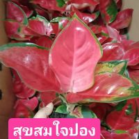 สุขสมใจปอง#ไม้สวย#ไม้ใบสีแดง#ไม้มงคล#ไม้นำโชค#อโกลนีมา#เสริมดวงเสริมชะตา#เสริมโชคลาภ