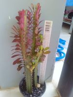 Euphobia  Trigona Rubra Red ยูโฟเบียไตรโกน่า สลัดไดแดง