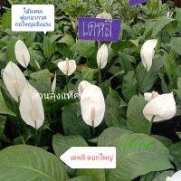 เดหลี Peace lily ต้นเดหลี พันธุ์ดอกใหญ่ ต้นสวยพร้อมดอก ในถุงชำ ปลูกในร่มได้ สวนลุงแท็ค