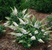 เมล็ดพันธุ์ดอก บัทเทอร์ฟลาย บุช สีขาว (White Bloom Butterfly Bush Seed) บรรจุ 50 เมล็ด ของแท้ คุณภาพดี ราคาถูก นำเข้าจากต่างประเทศ