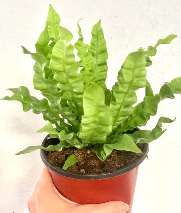 Crispy Wave Fern (Bird’s Nest) Lazada PH
