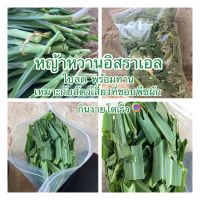 หญ้าสัตว์เลี้ยง หญ้าหวานอิสราเอล ปริมาณ 500g 35บาท#หญ้าสัตว์เลี้ยง#หญ้าสด#เหมาะสำหรับสัตว์เล็กที่ชอบกินพืช#ปลา#นก#ไก่#หนู