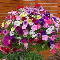 เมล็ดพันธุ์ ดอกพีทูเนีย เตี้ย คละสี (Mixed Dwarf Petunia Flower) บรรจุ 100 เมล็ด