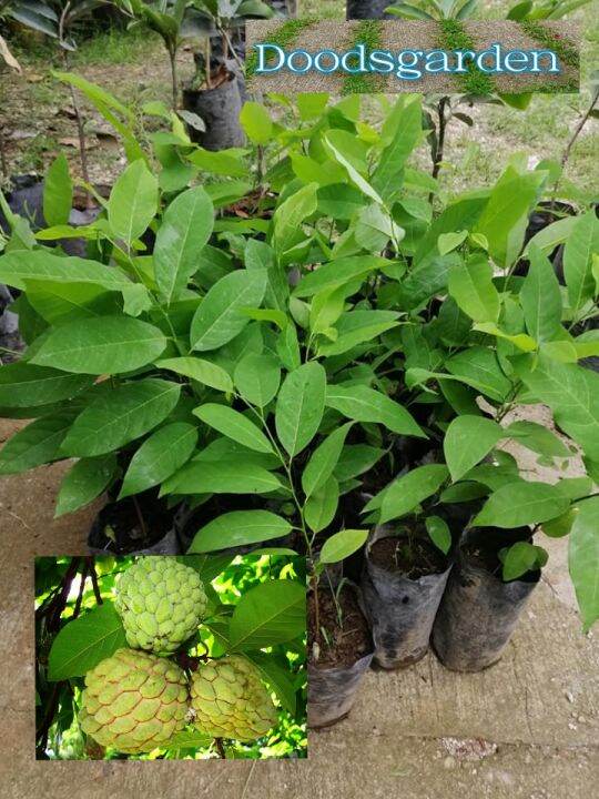 Atis Tree Live plant-Rooted plant with FREE Fertilizer | Lazada PH