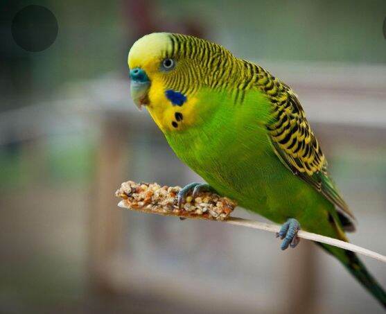 makanan burung baji, budgie food ,millet, seku Lazada