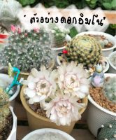 ยิมโนคาไลเซียม (Gymnocalycium ) ลุ้นสีดอกเองค่ะ?จัดส่งพร้อมกระถาง