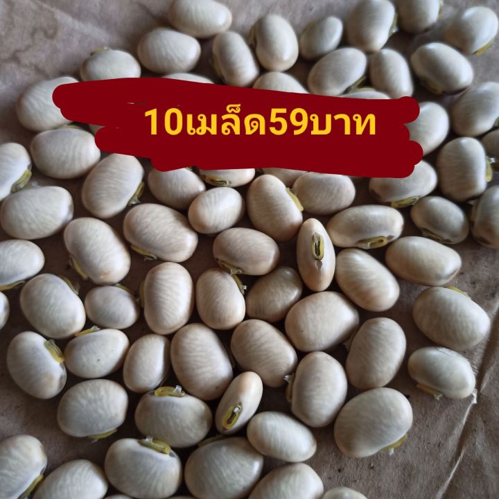 เมล็ดพันธุ์-ถั่วครก-ถั่วขอ-ถั่วมะขาม-10เมล็ด59บาท-ปลูกในสวนอินทรีย์ไม่ใช้ปุ๋ยหรือสารเคมีก็โตได้-ไม่มีศัตรูพืช