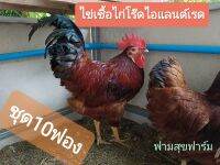 ไก่ไข่ โร๊ดไอส์แลนด์เรด สายพันธ์ อเมกา แท้  100% Rhode Island Red ชุดล่ะ 10 ฟองแถม 2ฟอง