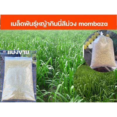 เมล็ดพันธุ์หญ้ากินนี่สีม่วง mombaza เมล็ดใหม่ สด ปลูกง่าย ขนาด 500กรัม และ 1กิโลกรัม