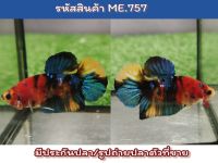 ปลากัดนีโม่กาแล็คซี่ เพศผู้ ขนาด1.5-1.6 นิ้ว