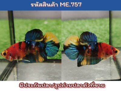 ปลากัดนีโม่กาแล็คซี่ เพศผู้ ขนาด1.5-1.6 นิ้ว