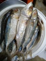 ปลาทูเค็มระนองขนาด6-7ตัวโล แพ็คละ1โล149บาทมีโรงงานผลิตสั่งเยอะขอราคาส่งได้คับ