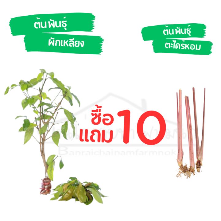 กิ่งพันธุ์ผักเหลียง-ผักพื้นบ้านภาคใต้-ซื้อ10-แถม-10