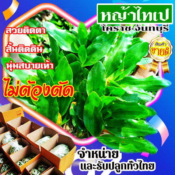 หญ้าไทเป-ขนาด-3-ตร-ม-1-5กิโล