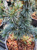 Cedrus libani Glauca สนซีดาร์ นำเข้าจากฮอลแลนด์