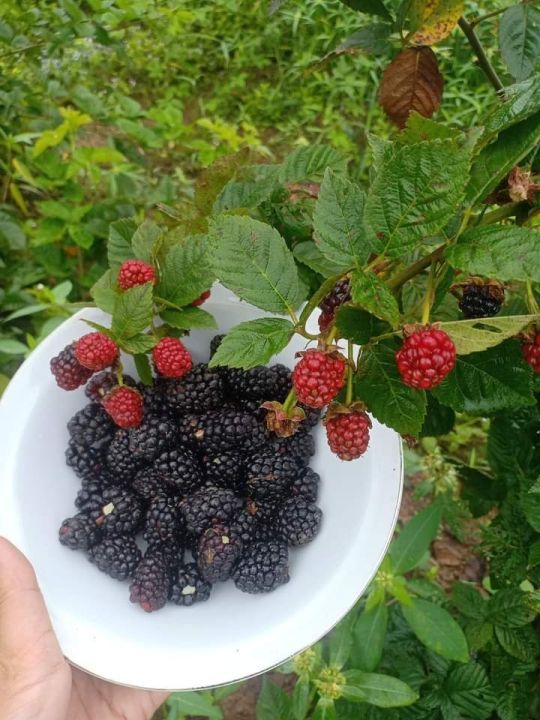 blackberry-black-gem-สายพันธุ์ไร้หนาม-ผลดก-6-7เดือนติดผลตลอดปี