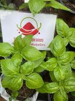 เมล็ดพันธุ์โหระพาอิตาเลี่ยน(Italian Basil)