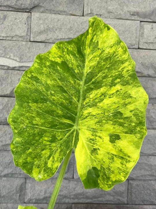 alocasia-gageana-aurea-variegated-บอนหูช้างด่างเหลือง-บอนหูช้างด่างขาวและบอนหูช้างด่างเหลืองมี-ลักษณะเด่นคือ-มีใบคล้ายกับหูช้าง-elephant-ears