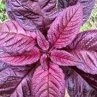 เมล็ดผักโขมแดงพื้นบ้านพันธุ์ใหญ่( Thai red spinach seeds)พันธุ์แท้ไม่ใช่พันธุ์ผสมหรือF1ปลูกง่ายมาก ผัด ลวก ต้ม (พันธุ์แท้สามารถเก็บเมล็ดทำพันธ์ุต่อได้)