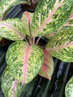 ต้นสำเภาทอง Aglaonema sp. ‘Samphaothong’ พร้อมส่งขนาดกระถาง 6 นิ้ว