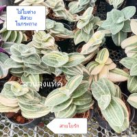 สายใยรัก ก้ามปูด่าง ต้นสายใยรัก Tradescantia sillamontana ต้นสวย น่ารัก ส่งพร้อมกระถาง3นิ้ว สวนลุงแท็ค