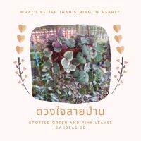 ดวงใจสายป่าน ด่างชมพู/เขียว  String of heart สินค้าเพิ่งลงตามภาพหลังๆเลยค่ะ สวยและยาวมาก