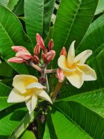 Plumeria ลีลาวดี สีเหลือง มูนไลด์ เป็นลีลาวดีดอกสีเหลือง ฟอร์มคอมแพ็ค ขนาดต้นสูงเต็มที่ประมาณ 2.5-3เมตร ดอกเหลืองอ่อน ช่อดอกดก ให้ดอกง่าย มีกลิ่นหอมแรง จัดส่งพร้อมกระถาง10นิ้ง