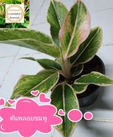 ต้นแสงเพชรแสงพลอย  ต้นพลอยชมพู Aglaonema Plant ว่านรวยล้นฟ้า #สยามออโรร่า