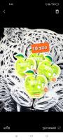 แพ็ค 10 ซอง..สูตรใหม่ GREEN APPLE HERB กรีนแอปเปิ้ล เฮิร์บ
สมุนไพรเพื่อการขับถ่าย