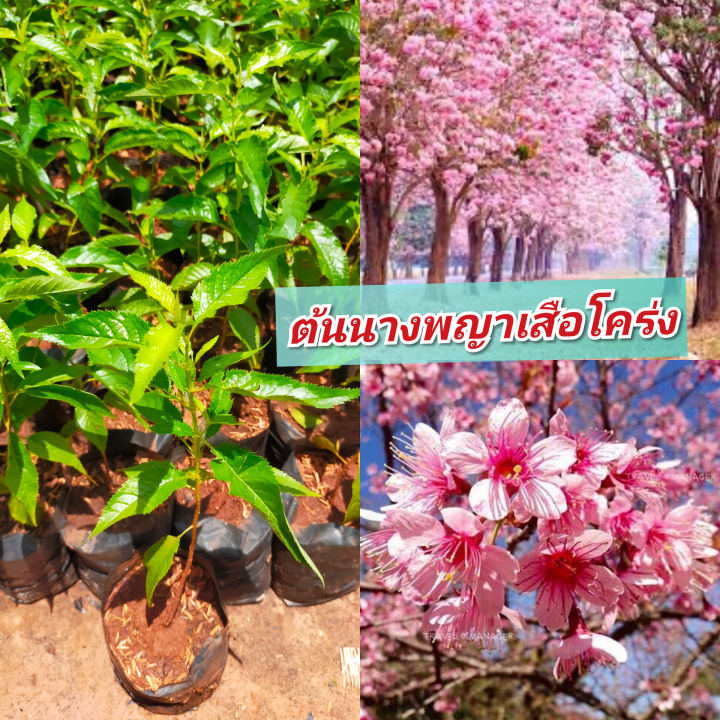 ต้นนางพญาเสือโคร่ง-ซากุระเมืองไทย-ปลกง่าย-โตเร็ว-ดอกสีชมพูสวยมาก