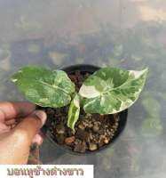 ช้างขาว Alocasia Gageana Albo Variegated (คัดต้นด่างแล้วส่ง) ไม่ต้องลุ้น กระถาง4นิ้วรากเดินดี ต้นหูช้าง ช้างขาว ต้นช้างขาว หูช้างด่าง รอดแล้วรากเดินดี รดน้ำวันละครั้ง ชอบที่ล่มรำไร ไม่ค่อยโดนแดดจัด