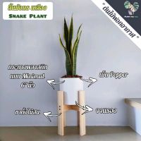 ?ลิ้นมังกร(Snake Plant) มี3สายพันธุ์  ต้นสูง25-35ซม. พร้อมกระถางพลาสติก6"+จานรอง+เม็ดPopper+ขาตั้งไม้สน (ต้นไม้ฟอกอากาศ)